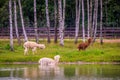 Lama animals near water walking