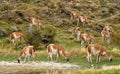 Lama animals in Patagonia, Argentina.
