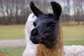 A lama with a black muzzle and brown fur looks into the camera.