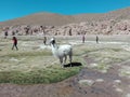 Lama Bolivia nature Incas sun