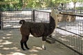 Lama in a cage. Biosphere reserve Askania-Nova