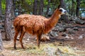 Lama chewing hay and looking away from the camera in Alicante, Spain Royalty Free Stock Photo