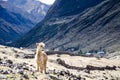 A Lama close to a small village on Lares Trek, Peru