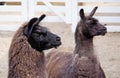 Lama couple pose at the zoo Royalty Free Stock Photo