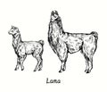 Lama  with cria baby standing side view. Ink black and white doodle drawing Royalty Free Stock Photo