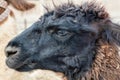 Lama, a domestic breed
