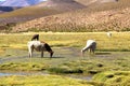 Lama eating in the marsh land of Bolivia
