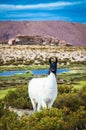 Lama in Eduardo Avaroa National Park , Bolivia