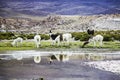 Lama in Eduardo Avaroa National Park, Bolivia Royalty Free Stock Photo