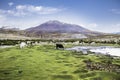 Lama in Eduardo Avaroa National Park, Bolivia Royalty Free Stock Photo