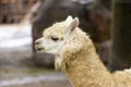 Lama face closeup. Lama glama. Lama glama in the farm in Peru.