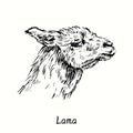 Lama face side view. Ink black and white doodle drawing in woodcut  style. Royalty Free Stock Photo