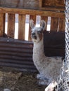 A lama in a farm in Chile Royalty Free Stock Photo