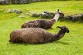 Lama in front of Machu Picchu, Cusco Region Peru Royalty Free Stock Photo