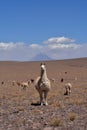 Lama in front of Volcano in Atacama Desert Chile South America Royalty Free Stock Photo