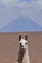 Lama in front of Volcano in Atacama Desert Chile South America Royalty Free Stock Photo