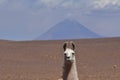 Lama in front of Volcano in Atacama Desert Chile South America Royalty Free Stock Photo