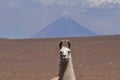 Lama in front of Volcano in Atacama Desert Chile South America Royalty Free Stock Photo