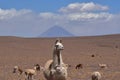 Lama in front of Volcano in Atacama Desert Chile South America Royalty Free Stock Photo