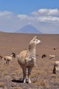 Lama in front of Volcano in Atacama Desert Chile South America Royalty Free Stock Photo