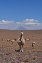 Lama in front of Volcano in Atacama Desert Chile South America Royalty Free Stock Photo