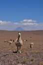 Lama in front of Volcano in Atacama Desert Chile South America Royalty Free Stock Photo