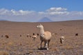 Lama in front of Volcano in Atacama Desert Chile South America Royalty Free Stock Photo