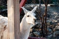 Lama genus Royalty Free Stock Photo