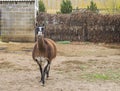 Lama goes near the cage. Royalty Free Stock Photo