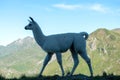 Lama grazing in the french mountains