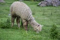 Lama on the green grass close-up, in the ruins of saqsaywaman. Cusco, Peru Royalty Free Stock Photo