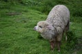 Lama on the green grass close-up, in the ruins of saqsaywaman. Cusco, Peru Royalty Free Stock Photo