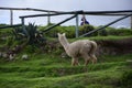 Lama on the green grass close-up, in the ruins of saqsaywaman. Cusco, Peru Royalty Free Stock Photo