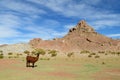 Lama on green meadow in the Andes Royalty Free Stock Photo