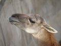 Lama Guanaco Royalty Free Stock Photo
