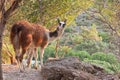 Lama guanaco Royalty Free Stock Photo