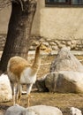 Lama Guanaco