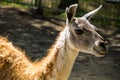 Lama guanaco Lama guanicoe Royalty Free Stock Photo