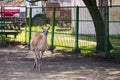 Lama guanaco Lama guanicoe Royalty Free Stock Photo