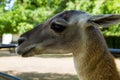 Lama guanaco Lama guanicoe Royalty Free Stock Photo