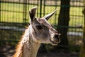 Lama guanaco Lama guanicoe Royalty Free Stock Photo