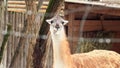 Lama guanaco. The muzzle of a beautiful herbivore