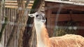 Lama guanaco. The muzzle of a beautiful herbivore