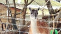 Lama guanaco. The muzzle of a beautiful herbivore