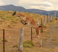 Lama guanicoe Guanaco alone jumping in Torres Del Paine National Park, Patagonia, Chile Royalty Free Stock Photo