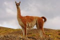 Lama guanicoe Guanaco alone jumping in Torres Del Paine National Park, Patagonia, Chile Royalty Free Stock Photo