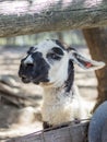 Lama head resting on ground Royalty Free Stock Photo