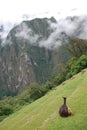 A lama and her calf in Machu Pichu Royalty Free Stock Photo