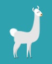 Lama isolated. Cute alpaca animal. South American mammal