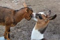 Lama kissing goat on forehead Royalty Free Stock Photo